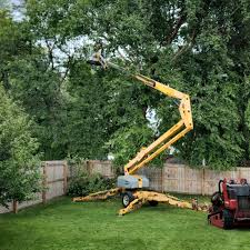 How Our Tree Care Process Works  in  Siler City, NC